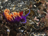 Spanish Shawl, Falbellinopsis Iodinea Nudibranch Seaslug, California