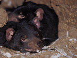 Buy Tasmanian Devils Rest in a Hollow Log with Feathers Left from a Meal, Australia at AllPosters.com