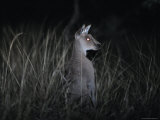 The Alert Posture of a Nocturnal Eastern Grey Kangaroo in a Grassland, Australia