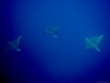 Three Spotted Eagle Rays, Fatu Hiva Island, French Polynesia