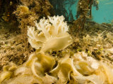Upsidedown Jellyfish in Mangrove Lagoon near Red Mangrove Tree Roots, Belize