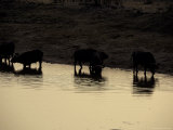 Silhouettes of Cape Buffalo Drink at a Waterhole Reflecting the Sunset