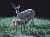 Buy Slender Horn Gazelle with Two Caves in a Zoo at AllPosters.com