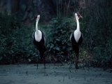 Two Wattled Cranes Standing in a Marshy Habitat