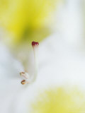 Buy The Pistol of a White and Yellow Rhododendron Flower, Jamieson, Australia at AllPosters.com