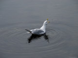 Seagull with Open Beak Floating on the Water, Stonington, Connecticut