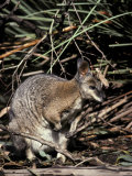 Tammar Wallaby with Ears Alert Browsing for Food Among the Grasses, Australia