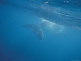 Southern Humpback Whale Calf's Tail Flukes Underwater, near Surface, Australia