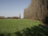 Buy Tall Trees in a Field, Bologna, Italy at AllPosters.com