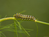 Swallowtail Butterfly Caterpillar at the Lincoln Children's Zoo, Nebraska