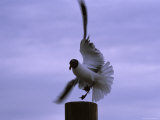 Seagull Takes Off into the Wind, Holmes Beach, Florida