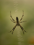 Spider Tends its Web at the Lincoln Children's Zoo, Nebraska