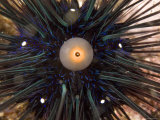Buy Very Spiny Diadema Type Sea Urchin, Malapascua Island, Philippines at AllPosters.com