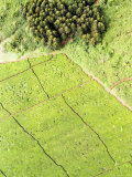Tea Plantations Grow at the Border of the Mount Kenya Forest Reserve