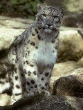 The Appraising Stare of a Majestic Snow Leopard, Alpine Predator, Melbourne Zoo, Australia