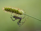 Silver Orb Banded Argiopi Spider at Found at Spring Creek Prairie
