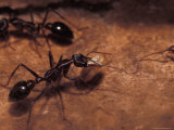 Worker Bull Dog Ant Carries a Larva to Another Part of the Nest, Australia