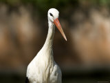 White Stork at the Sedgwick County Zoo, Kansas