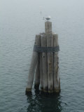 Seagull Perched on Wooden Pilings, Block Island, Rhode Island