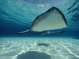 Southern Stingray