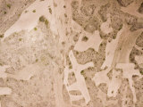 Buy Wheat Cultivation on the North Side of Mount Meru, Tanzania at AllPosters.com
