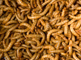 Buy Yellow Mealworms Used as Food at the Zoo, Sunset Zoo, Kansas at AllPosters.com