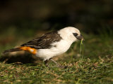 White-Headed Buffalo Weaver