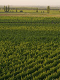 Buy Vineyards in the Mendoza Valley at AllPosters.com