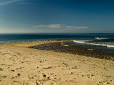 Seagulls Gathered at the Northernmost Point of Block Island, Rhode Island