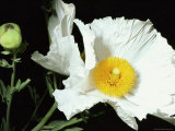 Buy Snow-White Matilija Poppy with a Fluffy Golden Center, Berkeley, California at AllPosters.com