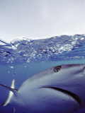 Underwater View of Gray Reef Shark