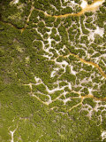 Buy Water Flowing Through an Estuary in Northern Pemba Island, Zanzibar at AllPosters.com