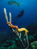 Underwater View of a Diver, Sea Horses, Tropical Fish, and Coral