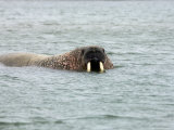 Buy Walrus, Spitzbergen, Norway at AllPosters.com