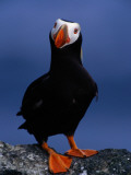 Buy Tufted Puffin, Photographed During Breeding Season, Alaska at AllPosters.com