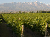 Buy Vineyards in the Mendoza Valley with the Andes in the Background at AllPosters.com