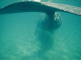 Southern Right Whale
