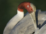 Sarus Crane at the International Crane Foundation, Baraboo, Wisconsin