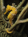 Seahorse with Tail Wrapped Around Branches
