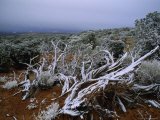 Buy Tangle of Snow-Covered Branches in Front of Small Trees or Shrubs, Utah at AllPosters.com