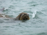 Walrus, Spitzbergen
