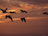Silhouette of a Group of Pelicans Flying Along the Coast at Sunset, Baja, Mexico
