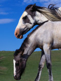 Buy Spanish Mustang Mare with Foal at AllPosters.com