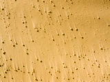 Buy Windswept Saharan Sand and Clumps of Vegetation, Niger at AllPosters.com