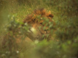 Buy Wild African Lion in the Masai Mara National Reserve in Kenya at AllPosters.com