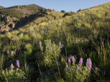 Buy Sunrise and Spring Wildflowers, Colorado at AllPosters.com