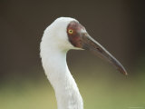 Siberian Crane at International Crane Foundation, Baraboo, Wisconsin