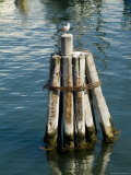 Seagull Perched on a Wooden Piling in Old Harbor, Block Island, Rhode Island