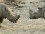 White Rhinos at the Omaha Zoo, Nebraska