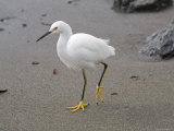 Snowy Egret on the Beach, California